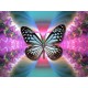 5D Diamantová mozaika - LARGE - Hypno Butterfly
